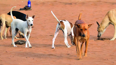Stray dogs on biting spree on Goa's beaches spread terror