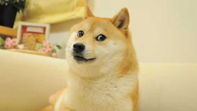 World-famous 'Doge' meme dog Kabosu dies