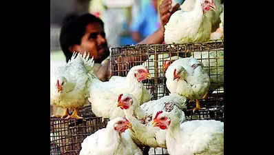 1km bird flu affected zone declared after 9,000 chickens die at Kerala poultry farm