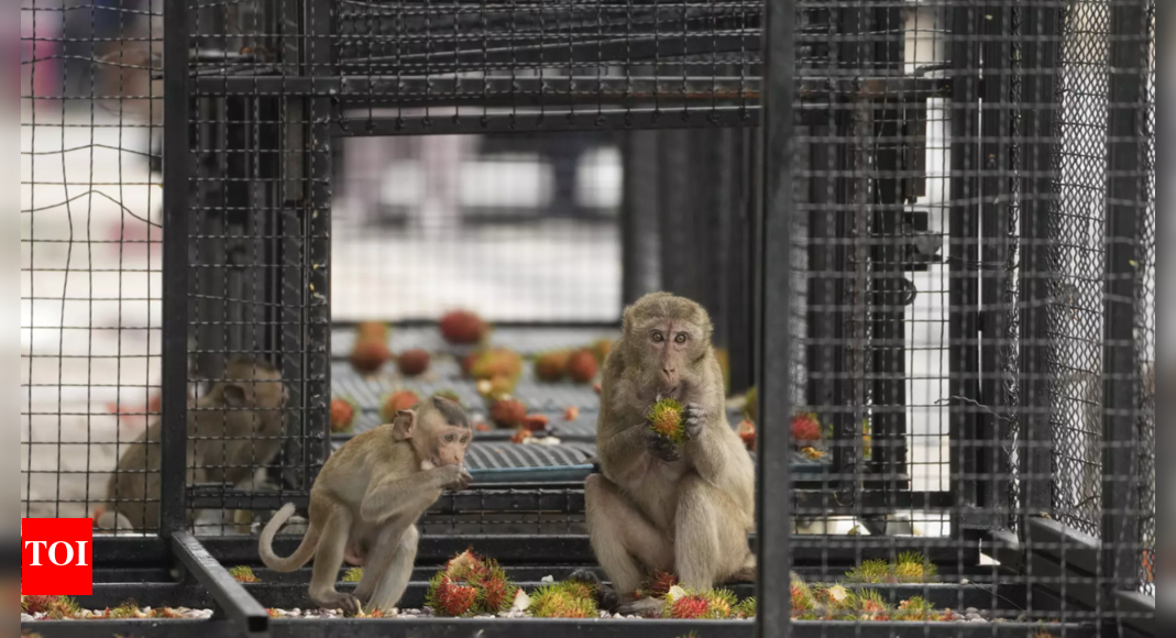 Thai town maddened by marauding monkeys launches plan to lock them up ...