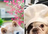 From Kabosu to Manny the Frenchie: Viral pet dogs on the internet