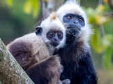 Heard of the Limestone Langur that might soon cease to exist on Earth