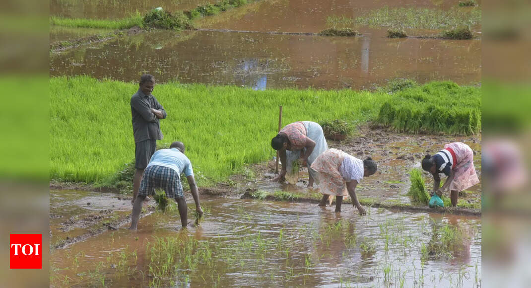 Subsidies, facilities lined up for farmers | Goa News - Times of India