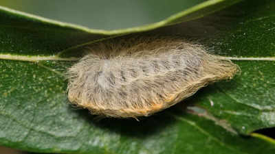 This furry, cute looking thing is not a puppy but a dangerous insect