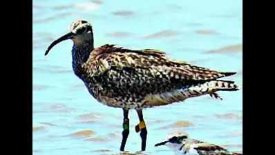 Avian guest travels from Réunion Island to Ganjam