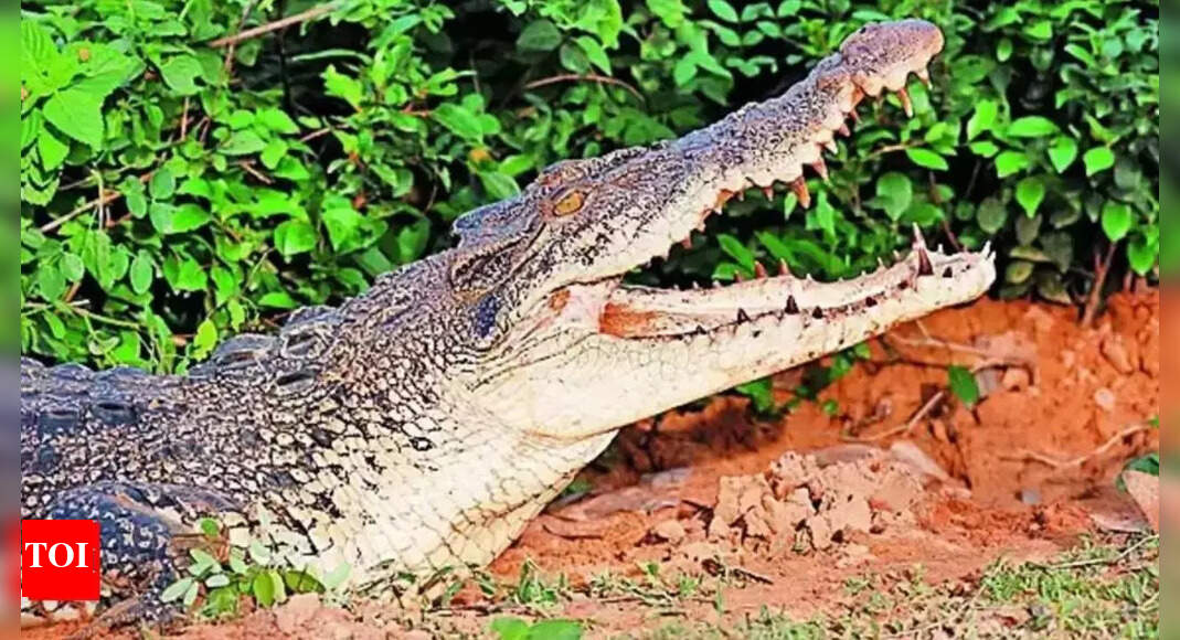 Boy feared killed in crocodile attack | Mysuru News - Vimarsana News