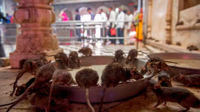 This temple in India is home to 25,000 rats!