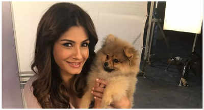 Furry stars: From Raveena Tandon's Lucifer to Jungkook's Bam, celeb pets are a hit on social media