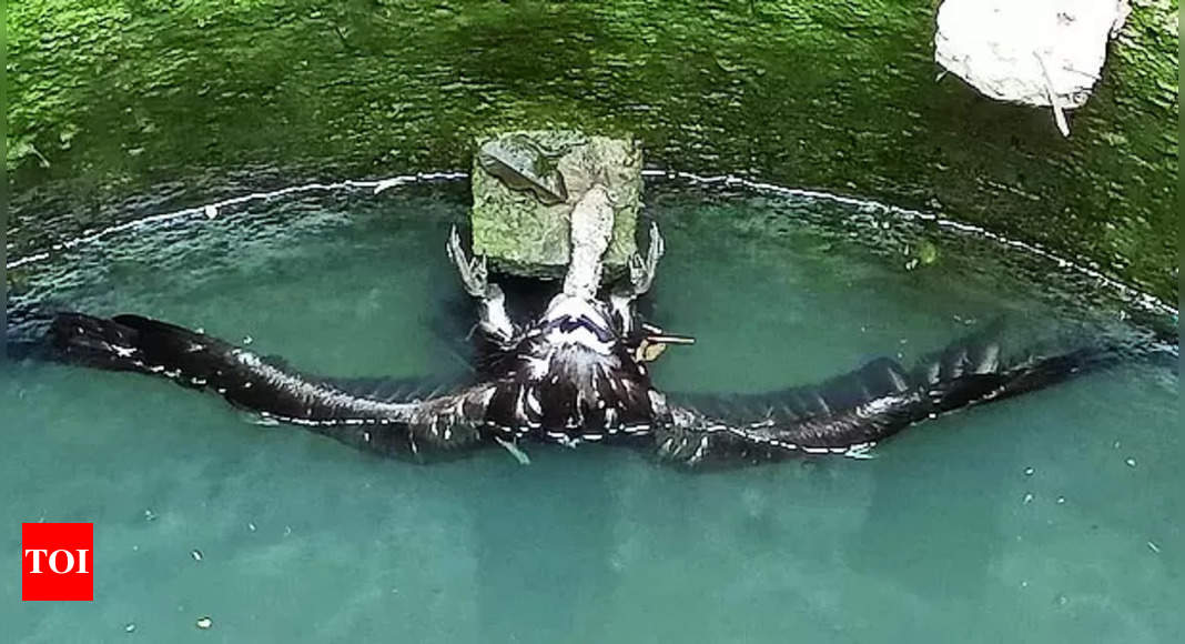 Vulture Chick: Activist rescues Indian long-billed vulture chick from ...