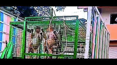 Forest department catches 20 Tarai gray langur monkeys in Ratnagiri