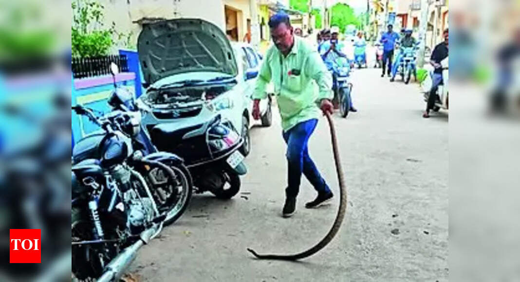 Tables turn When snakecatcher gets bitten Bengaluru News Times of India