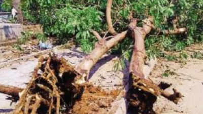 25-year-old Nerul tree falls overnight, greens blame shop owners