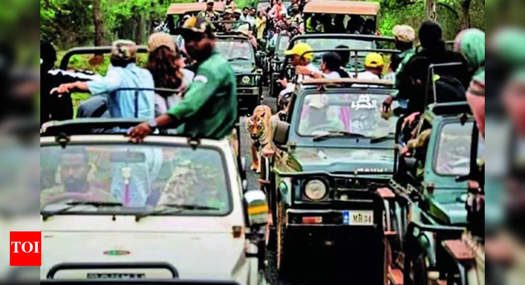 Tadoba: NTCA Condemns Incident at Tadoba Andhari Tiger Reserve | Nagpur News - Vimarsana News