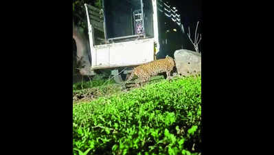 Stray leopard captured in Gudalur, released into forest