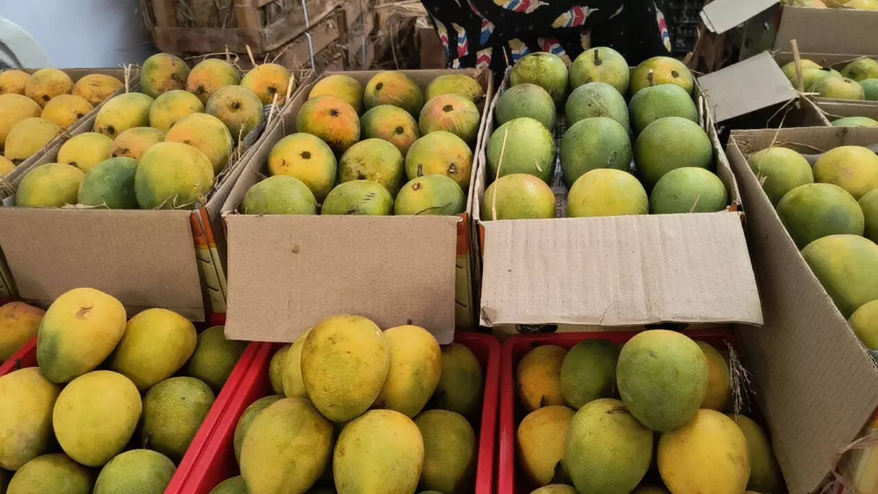 MangoMadness: 12,00,000 kgs mangoes arrive every day in Delhi - Times of  India