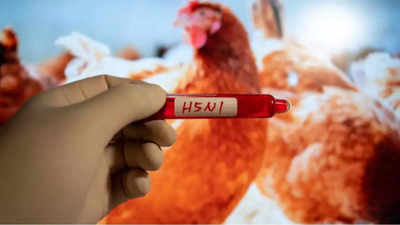 US, European nations consider vaccinating workers exposed to bird flu