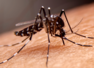 Health officials warn against serious diseases caused by mosquitoes: How to remain safe