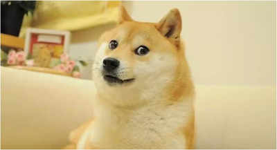 Kabosu, dog who inspired the Doge meme, dies | - Times of India