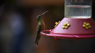 Best Birds Water Feeder For Happy, Hydrated Birds - Times of India