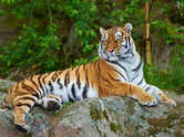 Manu, the oldest tiger in the Thiruvananthapuram zoo dies
