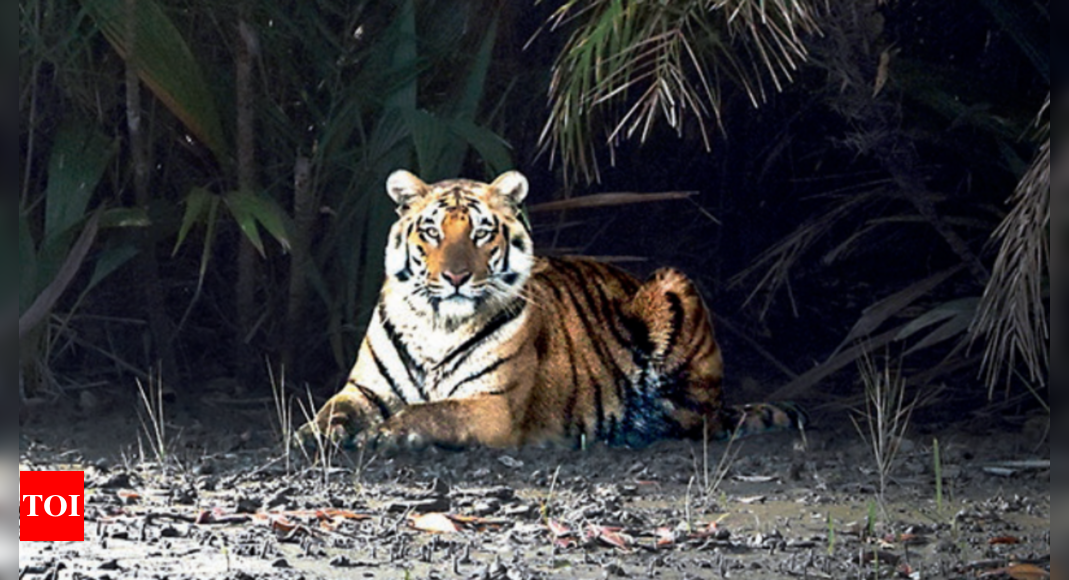 Tiger burning brighter in Sundarbans, but villagers are smiling | India News