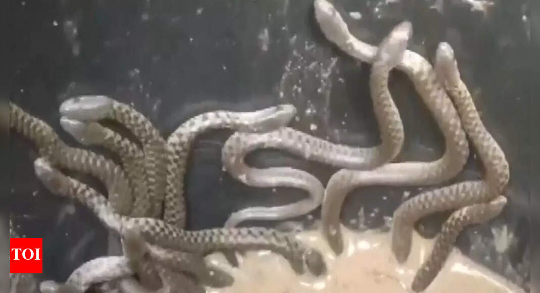 Watch: Over 35 snakes slither out of newly-constructed house in Assam | Guwahati News - Vimarsana News