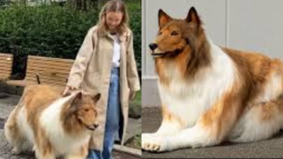 Japanese Man Dog Japanese Man Who Spent Lakhs To Transform Into A Dog 