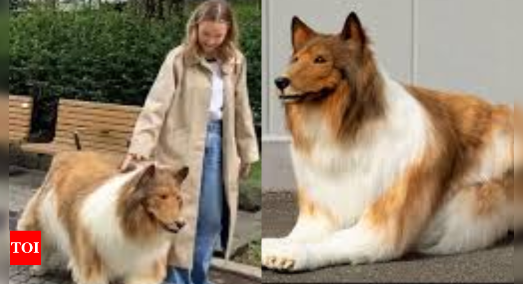 Japanese Man Dog: Japanese man who spent lakhs to transform into a dog now wishes to become other animals | – Times of India