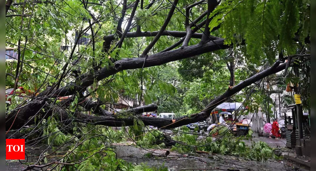 Concretisation leaves city 'roots' shaking | Hyderabad News - Vimarsana News