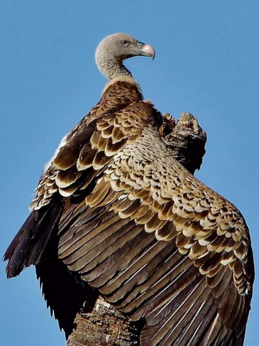 Ruppell s griffon vulture highest flying bird that outsoared planes