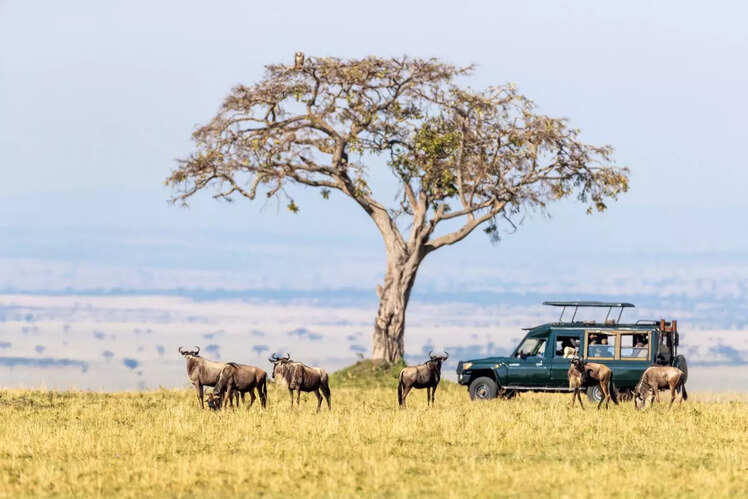 Maasai Mara National Reserve, Kenya