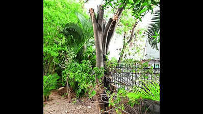Kukatpally township axes 20 trees again