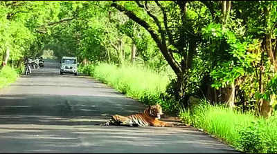 Catfight: Tigers clash on road, halt traffic for two hours in Pilibhit Tiger Reserve