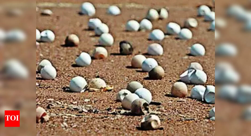 Olive Ridley Turtles: Millions of Olive Ridley eggs washed away in Gahirmatha due to high tides | Bhubaneswar News - Vimarsana News