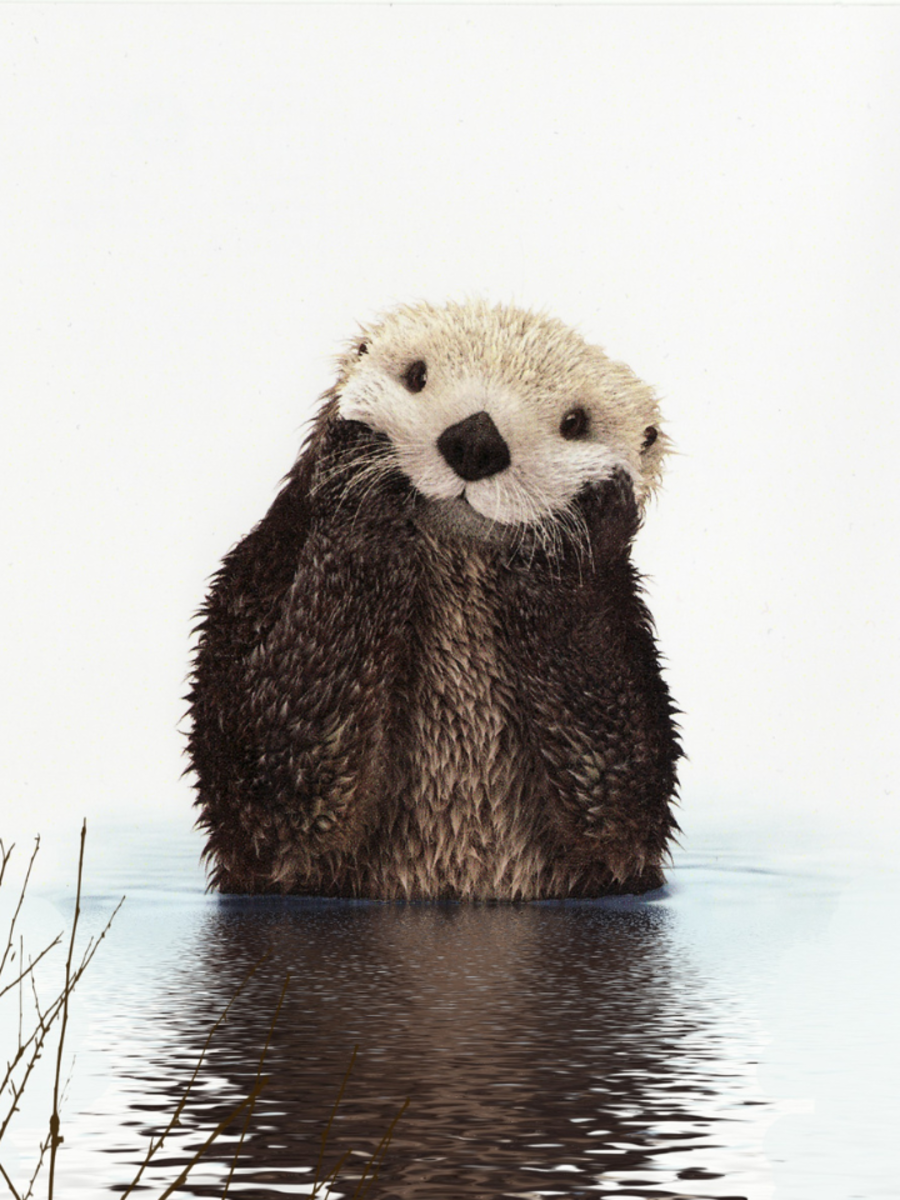 World Otter Day: 10 amazing facts about otter | Times of India