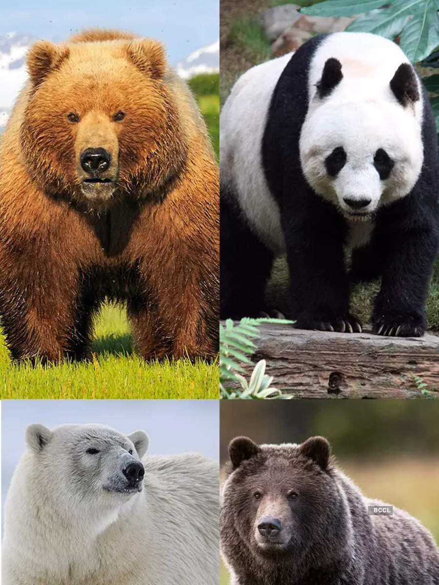 10 species of bears and where to find them | Times of India