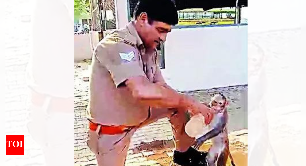 Meerut cop saves heat-hit baby monkey with CPR | Meerut News - Vimarsana News