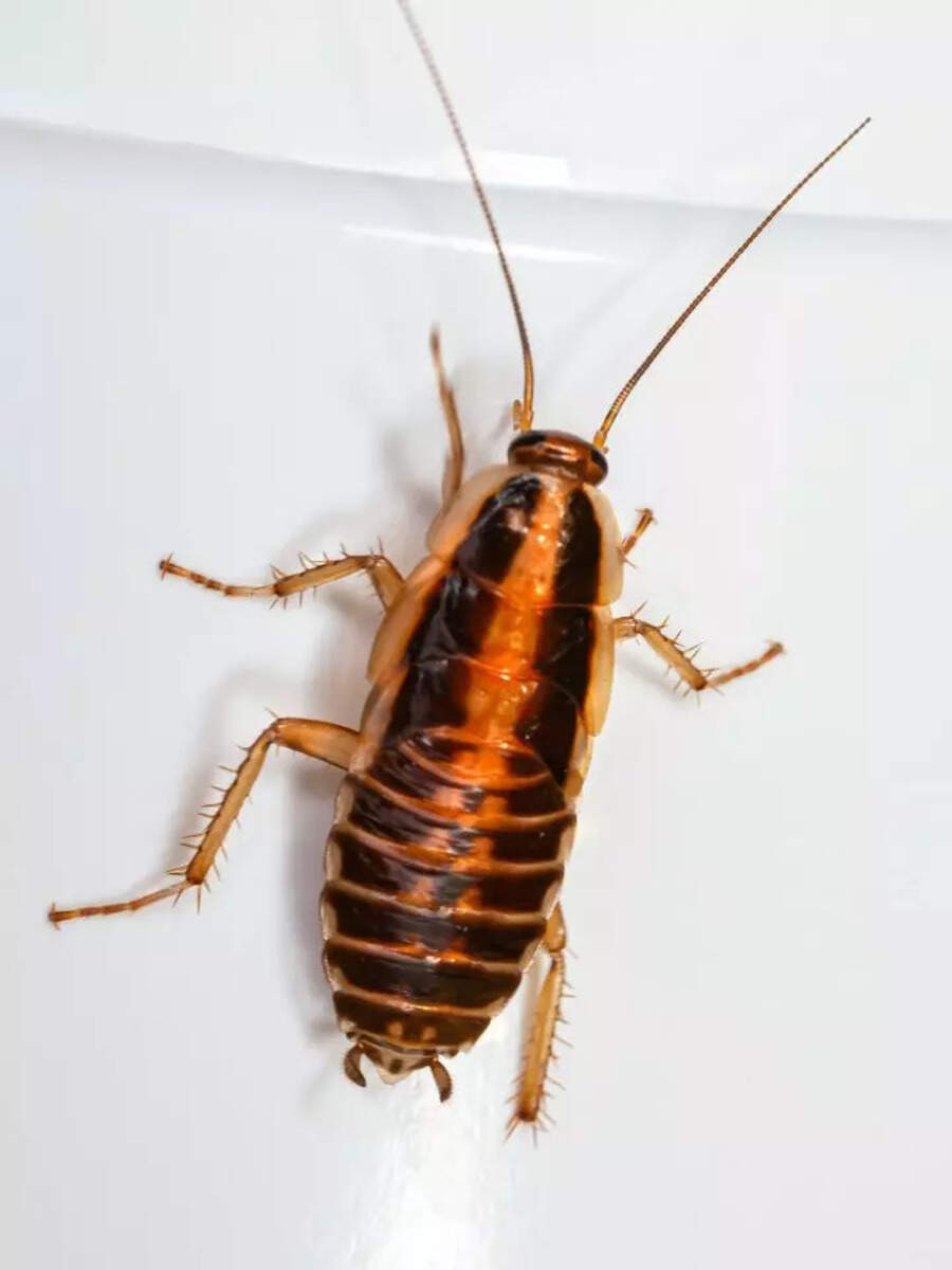  கரப்பான் பூச்சி வராமல் இருக்க இதை மட்டும் செய்யுங்க போதும்! 