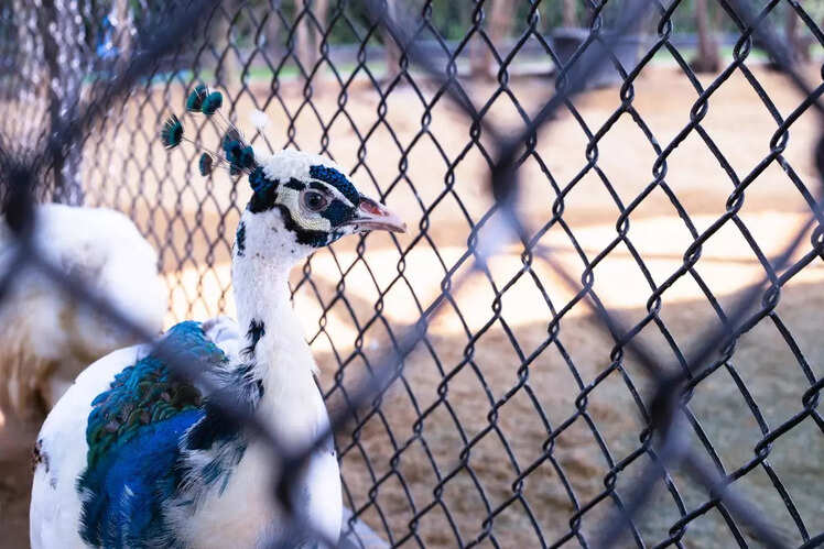 Nehru Zoological Park, Telangana