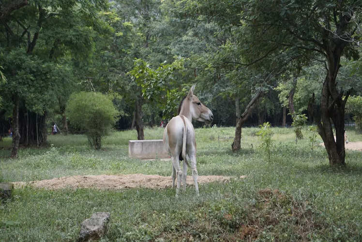 Arignar Anna Zoological Park, Tamil Nadu