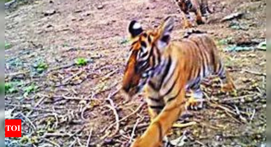 From 0 to 40 in 16 yrs, Sariska scripts tiger conservation history