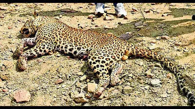 Machia Safari Park closed for visitors due to leopard’s presence