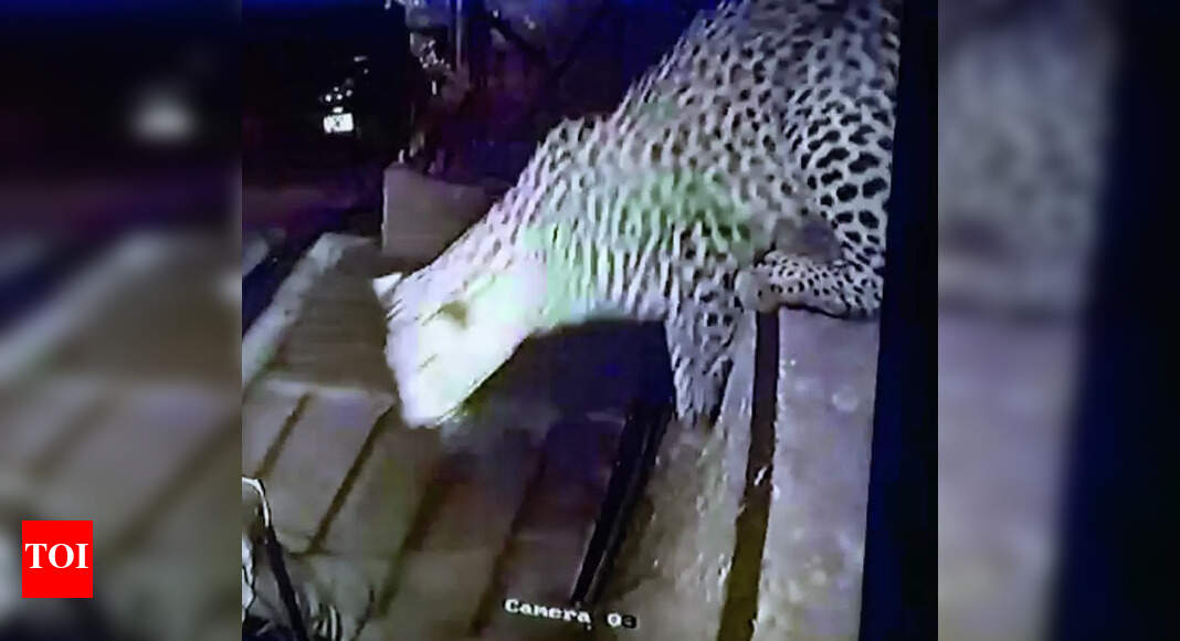Leopard: Leopard Enters Residential Area, Hunts Down Chicken | Coimbatore News - Vimarsana News