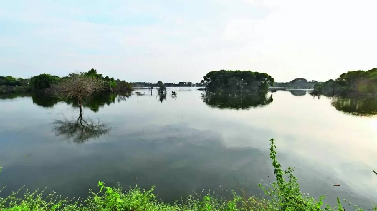 Reserve Forest: Lingambudhi Lake to be Designated as a Reserve Forest in Mysuru | Mysuru News - Times of India