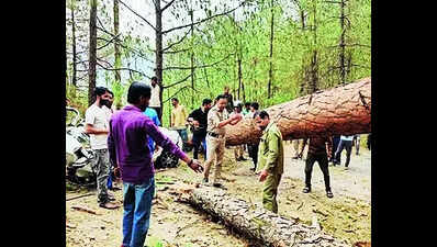 Man killed, another injured as tree falls on car | Dehradun News ...