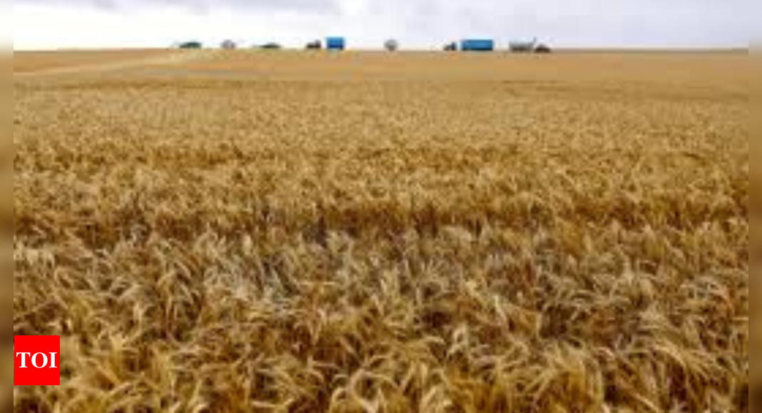 Rain in Australia's parched crop zones boosts harvest outlook - Times ...