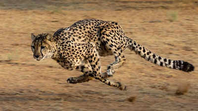 What makes Cheetahs the fastest land animal?