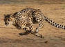 What makes Cheetahs the fastest land animals?