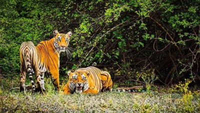 Sundarbans' tiger widows' demand official census for accurate count