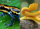 What's the difference between venomous and poisonous animals
